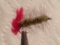 Wooly Worm Olive